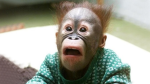 Monkey Man!