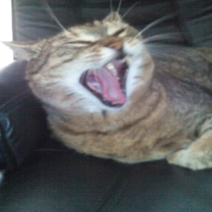 sleepy cat