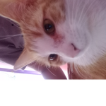 People who loveeee cats