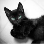 Cats are cool and so are you