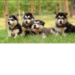 The husky puppy’s