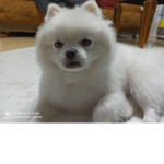 봄이의 서식지