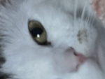 Robloxfangroupclothing