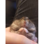 Best Hamster gang