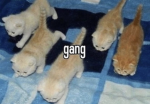 ywoai squad!!!!