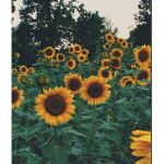 : ) H A P P Y V I B E S : )