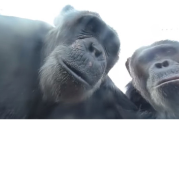 start chimpin!