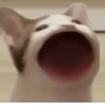 pop cat耍廢團