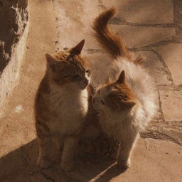 .˚⋆,