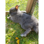Kaninchen Gruppe_
