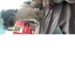Adopt me pets for robux don’t scam