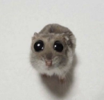 MehPookieBears