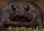 Frogs is our favorite animal