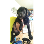 ####### dog cute