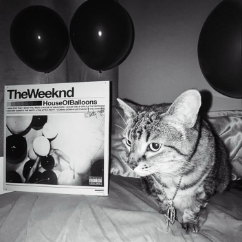 xotwod.