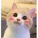 Mini Kittenssss