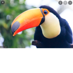 Toucans Are Super Awesome