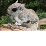 #TEAM FLYING SQUIRREL!!!