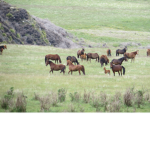 Horse rider clothing