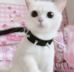 DlSTANT