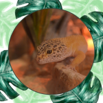 Bean the Gecko Fanclub