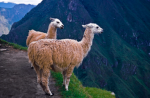 Llama gods group