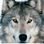 Wilki