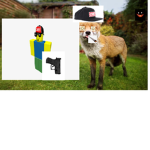 Red foxes united