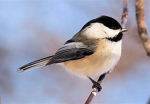 The Chickadee Army
