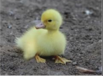 #DUCK CLAN#