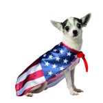 dogs to united