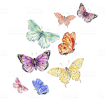 ~*Butterflies*~