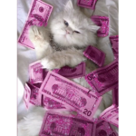 LavishN
