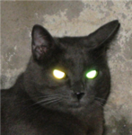 The cats