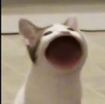 PopcatClan!