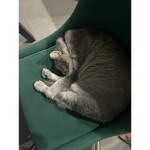 for people who like fat cats :)