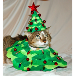 cats mans