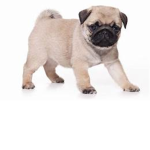 Welcome to the pug group