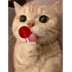 The meowing Kitty’s