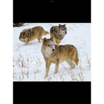 The Sawtooth Wolf Pack
