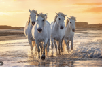 Love your horse?