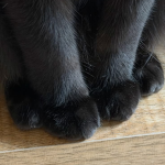 , cat