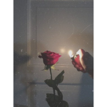 Cult Roses