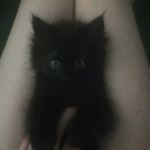 keepcalmmeoow