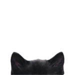 miayu Group Thumbnail
