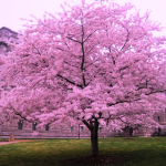 Sakuragawa