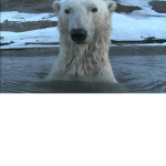 Polar bear secret spy grop