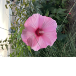 FLOWERS FL