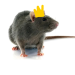 Insecure Rats
