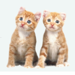 Cat Place :3
